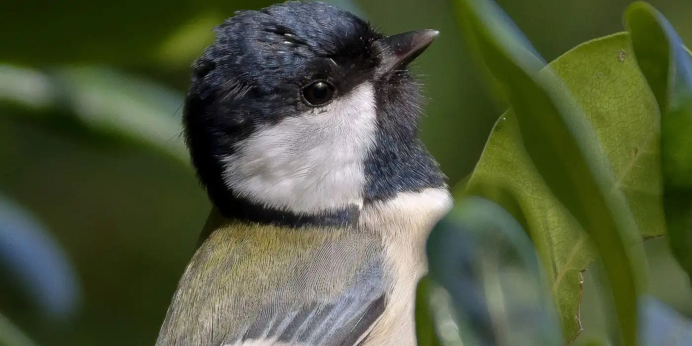 野鳥画像