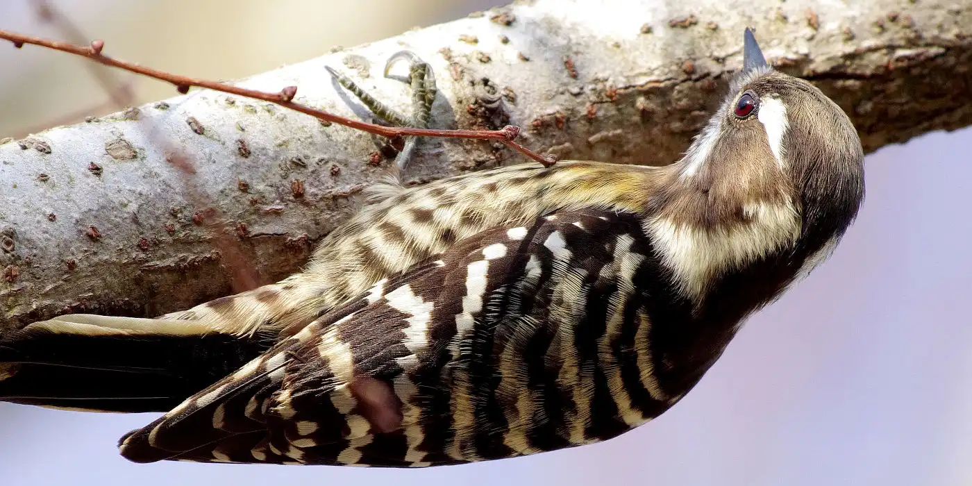 野鳥画像