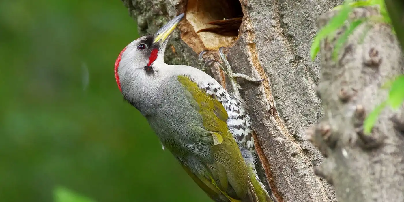 野鳥画像