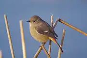 AFボーグ BORG71FLで撮影した野鳥・ジョウビタキの写真画像