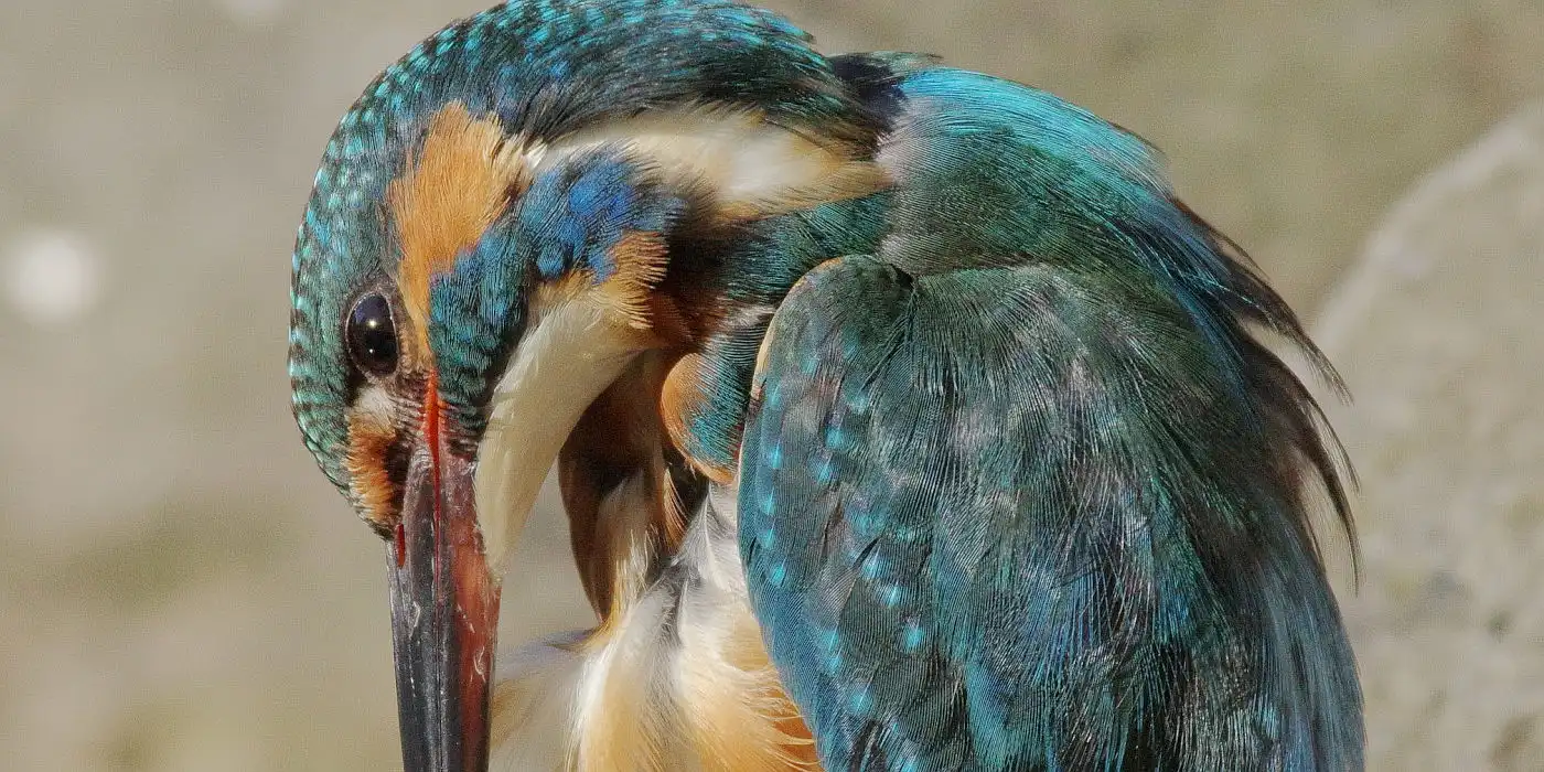 野鳥画像