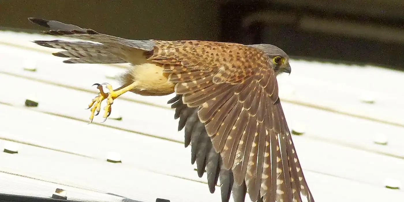 野鳥画像