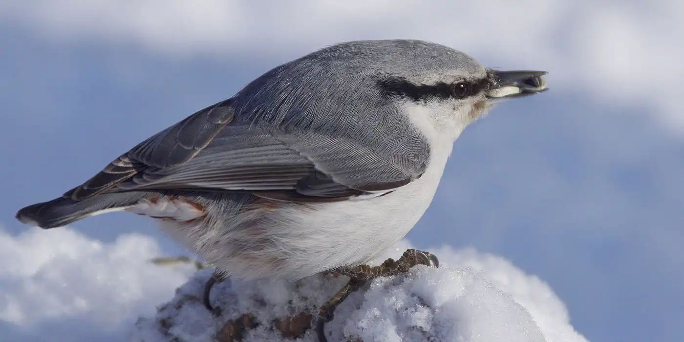 野鳥画像