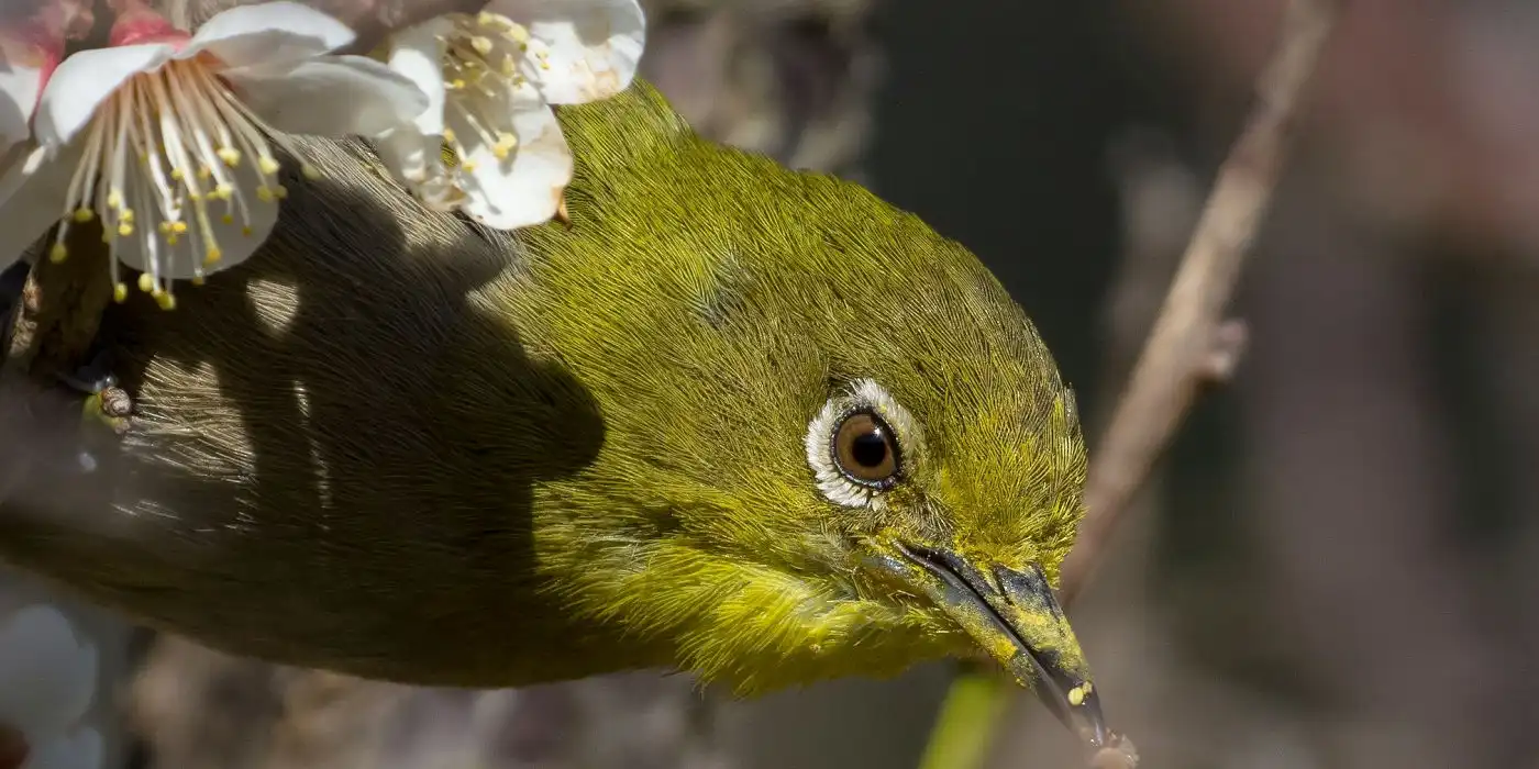 野鳥画像