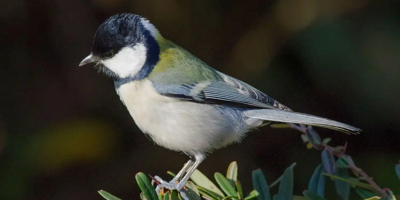 野鳥画像