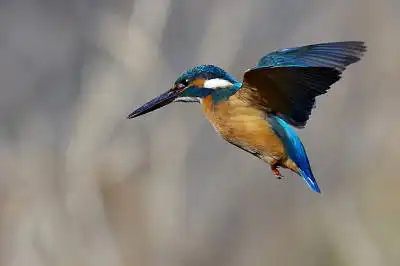 BORG45EDⅡで撮影した野鳥・カワセミの写真画像