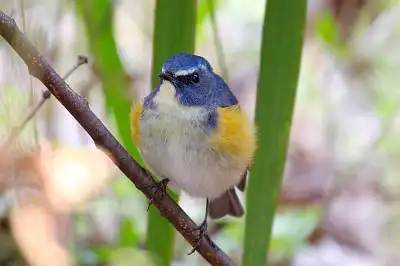 AFボーグ BORG71FLで撮影した野鳥・ルリビタキの写真画像