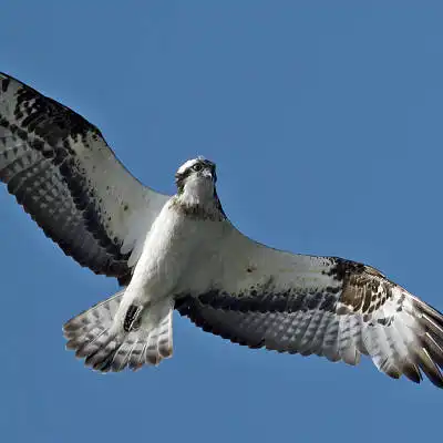AFボーグ BORG71FLで撮影した野鳥・ミサゴの写真画像