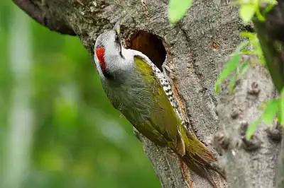 AFボーグ BORG71FLで撮影した野鳥・アオゲラの写真画像