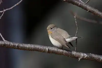 AFボーグ BORG71FLで撮影した野鳥・モズの写真画像