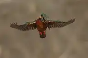 AFボーグ BORG89EDで撮影した野鳥・カワセミの写真画像
