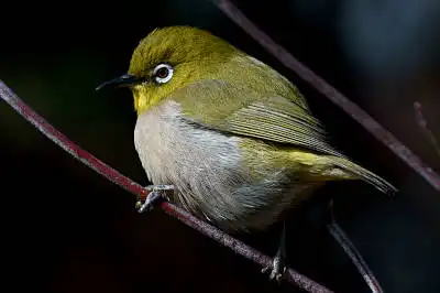 BORG71FLで撮影した野鳥・メジロの写真画像