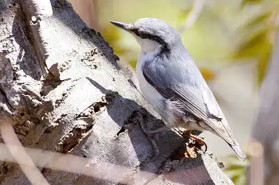 AFボーグ BORG71FLで撮影した野鳥・サンショウクイの写真画像