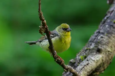 AFボーグ BORG71FLで撮影した野鳥・カワセミの写真画像