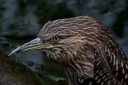 AFボーグ BORG71FLで撮影した野鳥・ヨシゴイの写真画像