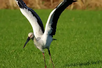 AFボーグ BORG71FLで撮影した野鳥・コウノトリの写真画像