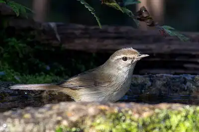 AFボーグ BORG89EDで撮影した野鳥・ウグイスの写真画像