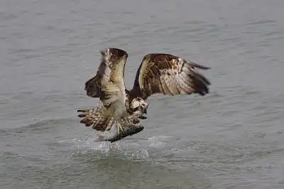 AFボーグ BORG71FLで撮影した野鳥・ミサゴの写真画像