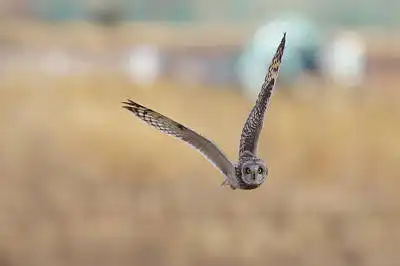 AFボーグ BORG90FLで撮影した野鳥・の写真画像