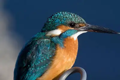 AFボーグ BORG71FLで撮影した野鳥・カワセミの写真画像