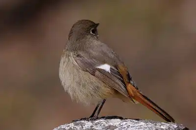 AFボーグ BORG71FLで撮影した野鳥・ジョウビタキの写真画像