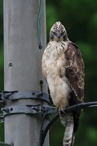 AFボーグ BORG90FLで撮影した野鳥・クマタカの写真画像