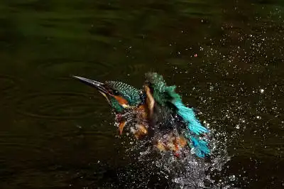 AFボーグ BORG71FLで撮影した野鳥・カワセミの写真画像