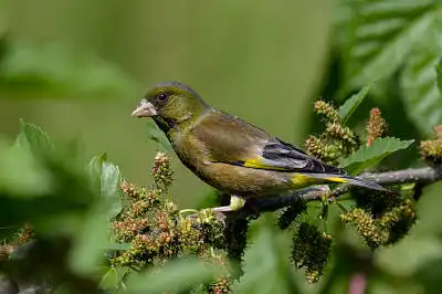 AFボーグ BORG90FLで撮影した野鳥・カワラヒワの写真画像