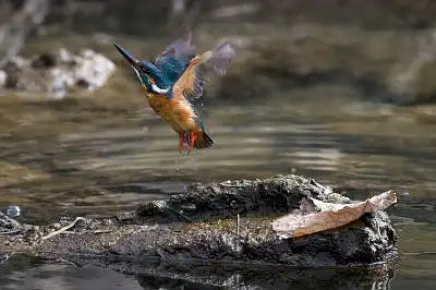 AFボーグ BORG71FLで撮影した野鳥・カワセミの写真画像