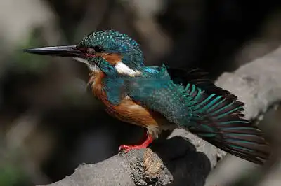 AFボーグ BORG90FLで撮影した野鳥・カワセミの写真画像