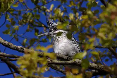 AFボーグ BORG71FLで撮影した野鳥・ヤマセミの写真画像