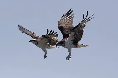 AFボーグ BORG90FLで撮影した野鳥・ミサゴの写真画像