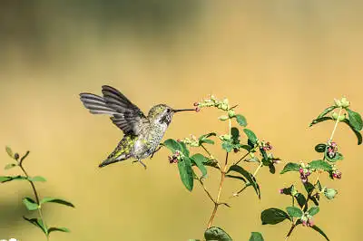 AFボーグ BORG71FLで撮影した野鳥・の写真画像