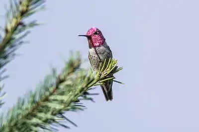 AFボーグ BORG71FLで撮影した野鳥・アンナハチドリの写真画像