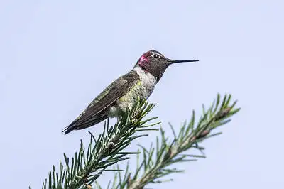 AFボーグ BORG71FLで撮影した野鳥・アンナハチドリの写真画像