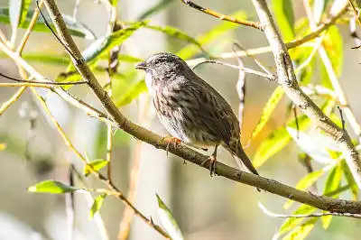 AFボーグ BORG71FLで撮影した野鳥・の写真画像