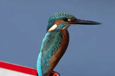 AFボーグ BORGで撮影した野鳥・カワセミの写真画像