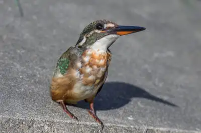 BORG50FLで撮影した野鳥・カワセミの写真画像