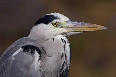 AFボーグ BORG71FLで撮影した野鳥・アオサギの写真画像