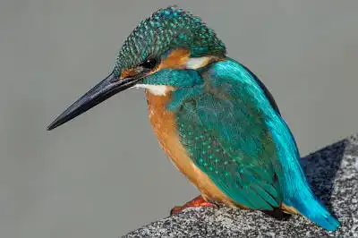 BORG 50FLで撮影した野鳥・カワセミの写真画像